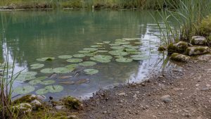 Un étang privé calme aux eaux vertes, avec quelques poissons cachés sous les nénuphars et une rive inhabituellement vide, dans une atmosphère de mystère écologique.